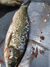 乾尊全自動(dòng)殺魚(yú)機商用片魚(yú)機大型開(kāi)肚開(kāi)背去鱗宰魚(yú)機黑魚(yú)羅非魚(yú)鰱魚(yú)殺魚(yú)開(kāi)背機片魚(yú)片機菜市場(chǎng)酒店 工程款【1-8斤】去鱗開(kāi)肚或開(kāi)背 曬單實(shí)拍圖