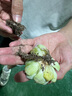 沭之美多肉植物肉肉室內(nèi)植物桌面盆栽 吉娃娃+小米缸陶瓷盆 源頭直發(fā) 曬單實拍圖