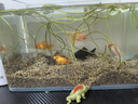觀賞魚金魚鶴頂紅招財活體獅子頭好養(yǎng)鴻運當(dāng)頭冷水淡水魚苗小型 鴻運當(dāng)頭5-8cm 5條 顏色隨機 曬單實拍圖