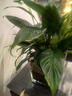 白掌一帆風(fēng)順盆栽植物室內(nèi)花卉綠植水養(yǎng)四季開花新手好養(yǎng)活 白掌1盆（繁星盆） 曬單實拍圖