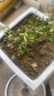 懶人熊藍莓樹(shù)果苗帶果藍莓苗盆栽果樹(shù)苗當年結果南北方種植兔眼特大陽(yáng)臺 綠寶石藍莓6年大苗帶土發(fā)貨（能結15-20斤） 40cm(含)-50cm(不含) 曬單實(shí)拍圖