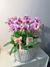 Only you【兩小時(shí)達(dá)】蝴蝶蘭帶花苞花劍花盆真花蘭花盆栽開(kāi)業(yè)喬遷佛堂供花 6株紫色（瓷盆隨機(jī)） 曬單實(shí)拍圖