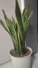 萌肉居高大型植物金邊虎皮蘭植物花卉綠植盆栽70-90cm高6-8棵源頭直發(fā) 曬單實(shí)拍圖