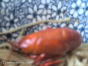 盱眙龍蝦盱眙麻辣小龍蝦 新鮮活蝦燒制 整蝦十三香蒜蓉 蘇超 700g*3盒 整蝦單只3-5錢(qián) 十三香口味 曬單實(shí)拍圖