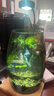 丘辰苔蘚微景觀養(yǎng)魚生態(tài)瓶diy辦公室內(nèi)桌面綠植擺件花卉盆栽生日禮物 翠微香（實木底座） 曬單實拍圖