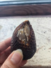 橙市碼頭印尼蛇皮果 新鮮進口稀有水果 罕見特別稀奇古怪熱帶水果精美禮盒 4斤裝【稀罕水果 凈重3.5斤】 曬單實拍圖