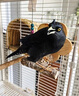 開元速學(xué)說話】八哥鳥食飼料速學(xué)說話抗拉稀型鷯哥專用亮毛肥膘營養(yǎng)糧 1袋裝【快速開口糧】 曬單實(shí)拍圖