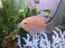 甄夢(mèng)漁野可繁殖組熱帶觀(guān)賞魚(yú)白金寶藍迷你鸚鵡魚(yú)種魚(yú)一對公母淡水卵生配對 稀有大胭脂粉一公一母2只5-6cm 曬單實(shí)拍圖