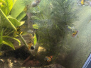 瘋狂水草（FKSC）真水草魚缸造景套餐凈化水質(zhì)懶人魚缸水草植物直接入缸蜈蚣草 丹麥榕【雙頭沉木】 曬單實拍圖