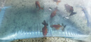 【獅子頭】國獅紅獅幼苗金魚魚苗活好養(yǎng)耐活冷水淡水魚招財(cái)魚風(fēng)水魚 紅獅買3送3 4-6厘米【尺寸適中】 曬單實(shí)拍圖