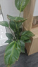 植男植女天堂鳥(niǎo)盆栽客廳室內(nèi)好養(yǎng)大型落地真綠植辦公室大葉植物源頭直發(fā) 曬單實(shí)拍圖