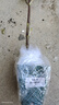 塔莎的花園薄荷盆栽可食用貓檸檬蘋果草莓薄荷好養(yǎng)活室內(nèi)陽臺植物 【2盆組合裝】留蘭香薄荷120 帶盆栽好 曬單實拍圖