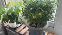 綠族免稀釋通用型噴霧植物營養(yǎng)液 園藝液體肥葉面肥水溶肥盆栽花綠植 曬單實(shí)拍圖