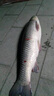 日本進(jìn)口碳素禧瑪精工系列魚(yú)竿長(cháng)節遠投桿大物暴力海竿拋竿超硬碳 3.6m +全金屬6000漁輪套裝 曬單實(shí)拍圖