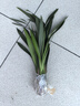 墨蘭蘭花苗盆栽帶花苞發(fā)貨精品名貴花卉綠植物室內(nèi)四季好養(yǎng)活企黑 墨蘭9-10苗【精選好苗】 曬單實(shí)拍圖