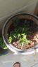 小盆梔子花盆栽四季開花不帶花苞室內(nèi)綠蘿水培花卉綠植物好養(yǎng)易活 低配款：15-20cm【2株】當(dāng)年少量開花 濃香型梔子花【帶花苞】10天開花 曬單實(shí)拍圖