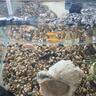 錦鯉蘭壽金魚品【順豐包郵】活體觀賞魚好養(yǎng)耐活小型淡水魚 可選 紅虎 5條 曬單實拍圖