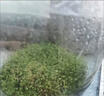 MPPMCK魚缸水草種子生態(tài)造景套餐植物種籽孑水培陰性真草盆栽裝飾牛毛 水草種籽1.09萬粒+【水草泥】1斤 曬單實拍圖