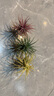 空氣鳳梨無土植物辦公室內綠植物桌面盆栽花卉創(chuàng)意盆栽凈化空氣 紅+黃+綠組合套裝【掌柜推薦】 曬單實拍圖