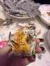 【活蟹】 陽(yáng)澄姑娘大閘蟹 現(xiàn)貨鮮活特大螃蟹 海鮮水產(chǎn)生鮮禮盒裝 公4.5-4.8兩母3.5-3.8兩8只 曬單實(shí)拍圖
