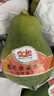 都樂Dole 進口木瓜 非轉(zhuǎn)基因木瓜 新鮮水果 6/8/10只 總重4KG 整箱家庭裝 曬單實拍圖