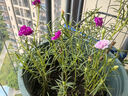 重瓣混色太陽花苗帶根盆栽苗四季開花陽臺大花植物帶花苞室內(nèi)庭院 混色重瓣帶根：【16顆】可開6-15色+花肥 曬單實(shí)拍圖