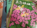 東方娃娃雜志 2025年4月五刊 智力+繪本+美術(shù)+科學+數(shù)學 曬單實拍圖