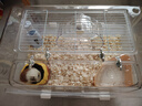 比克熊 倉鼠跑輪+支架安靜無噪音雙軸承運動玩具用品透明色22cm 曬單實拍圖