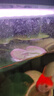 水培一葉蓮浮萍迷你水草凈化水質魚缸造景睡蓮花水生水養(yǎng)花卉植物 一葉蓮 【5片裝】尺寸8-11厘米 曬單實拍圖