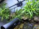 西游水族烏龜缸超白玻璃生態(tài)造景龜魚缸一體混養(yǎng)生態(tài)缸客廳專用家用飼養(yǎng)缸 60雨林豪華全套【缸+做好成品發(fā)貨+設備】 曬單實拍圖