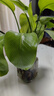杜邦（DUPONT）廚房水槽過濾網(wǎng)廚房水槽彈跳芯水槽過濾網(wǎng)水槽彈跳芯水槽漏水塞 曬單實(shí)拍圖