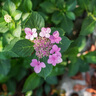 尼康 Nikon 35 50 85 105mm二手單反鏡頭 全畫幅金圈定焦廣角百微距 35mm f/1.4G 99新 曬單實(shí)拍圖