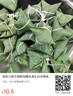 【原研進口】信必可 布地奈德福莫特羅吸入粉霧劑(II) 320μg:9μg*60吸/盒 曬單實拍圖