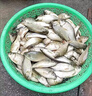 v7誘魚粉鯽魚大叔同款釣魚小藥餌料野釣強(qiáng)效誘魚劑鯉魚鯽魚羅非魚 V7誘魚粉40g【鯽魚大叔力薦】 曬單實(shí)拍圖
