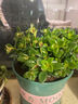 四季常青金魚花吊蘭盆栽室內(nèi)綠植花卉多肉植物發(fā)財樹好養(yǎng)易活客廳 金魚吊蘭21-29棵+白螺紋盆 曬單實拍圖
