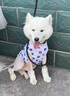 句可 狗狗衣服大型犬薩摩耶夏季狗衣服哈士奇中大狗防曬衣金毛涼涼衣 白色小熊背心 彈力大 4XL(胸圍80CM 約55斤內寵物） 曬單實(shí)拍圖