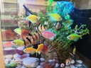 魚(yú)之眼魚(yú)缸燈照明燈led燈防水氣泡條led帶氣泡燈增氧觀(guān)賞七彩彩燈 18cm七彩漸變款 不帶氧氣泵 曬單實(shí)拍圖