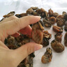 頂吉漁湛江生蠔干海蠣干牡蠣干特產(chǎn)無鹽淡干海產(chǎn)干貨新貨批發(fā) 生蠔干80克【肉質(zhì)厚實】 曬單實拍圖