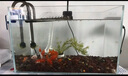YEE超白魚缸桌面客廳生態(tài)斗金魚烏龜缸造景小型水草養(yǎng)魚玻璃裸缸40cm 曬單實(shí)拍圖