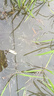 黃骨魚(yú)苗黃顙魚(yú)黃辣丁魚(yú)苗昂刺魚(yú)苗冷水淡水養殖食用黃丫頭鮮活魚(yú) 黃骨魚(yú)3-5厘米 100條送10%防損 曬單實(shí)拍圖