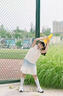 小豬彼特女童網(wǎng)球套裝速干運(yùn)動(dòng)服兒童冰絲涼感短袖大童百褶裙子羽毛球訓(xùn)練 6126漸變 160 cm 曬單實(shí)拍圖