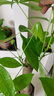 京東綠植發(fā)財(cái)樹大型綠植辦公室內(nèi)花卉招財(cái)植物盆栽除甲醛1.2-1.4m源頭直發(fā) 曬單實(shí)拍圖