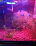 JCZS德國(guó)品牌火山石魚缸專用水族造景墊底砂古法養(yǎng)魚材料大塊過濾石火 【魚缸造景19-20斤】紅火山石5-10厘米() 曬單實(shí)拍圖