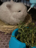比克熊 苜蓿草1kg兔糧兔子草料烘干紫花幼兔牧草豚鼠磨牙飼料糧草毛重 曬單實(shí)拍圖