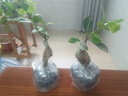 金錢榕樹盆景老樁小葉榕苗木造型盆栽人參榕室內(nèi)綠植提根綠植矮莊 【買一送一】小富貴榕高20cm左右 曬單實(shí)拍圖