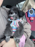 MIKI PAD狗狗衣服春秋條紋針織背心貓咪衣服小型犬夏天透氣比熊泰迪雪納瑞 彩虹條紋毛衣 S 胸圍33cm(參考體重3-6斤) 曬單實(shí)拍圖