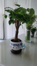 意軒提根幸福樹(shù)盆栽綠植物室內客廳好養四季常青吸甲醛花卉盆景平安樹(shù) 5年老樁幸福樹(shù)（富貴盆） 曬單實(shí)拍圖