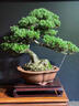 卓美御庭羅漢松盆景室內(nèi)外桌面辦公室庭院老樁真樹(shù)迎客松高端盆栽綠植擺件 精品羅漢松01號(hào) 曬單實(shí)拍圖