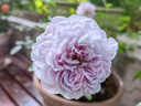 植客（zeego）6413微噴毛管小三通自動灌溉滴灌套裝設(shè)備霧化噴 灰色毛管小三通10個裝 曬單實拍圖