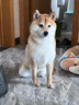 A.P.D.C.茶樹精油沐浴露寵物犬用沐浴香波液除臭止癢保濕柔順美毛護毛素 茶樹精油沐浴露500ml 曬單實拍圖